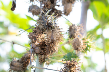 Ricinus communis, the castor bean or castor oil plant, Green seeds Castor oil plant, Herbs