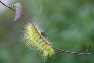 Caterpillar in Rainy Season