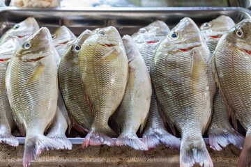 Emperor fish for sale at fresh market in Thaialnd. The scientific binomial name is Lethrinus lentjan.