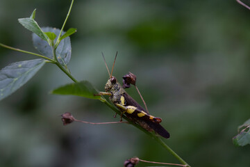 Grasshopper in Nature Place