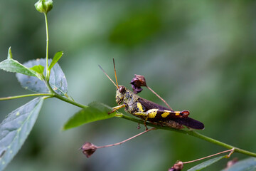 Grasshopper in Nature Place