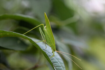 Grasshopper in Nature Place