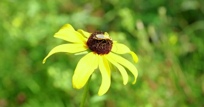 Soldier Beetle pollinating a yellow flower blossom with green background, in closeup hand held footage.