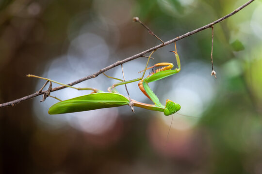 Mantis religiosa in branch