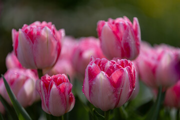 Close-up of red and white tulips in full bloom with raindrops