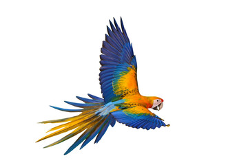 Beautiful of Camelot macaw flying isolated on transparent background png file