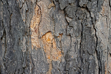 Close up bark
