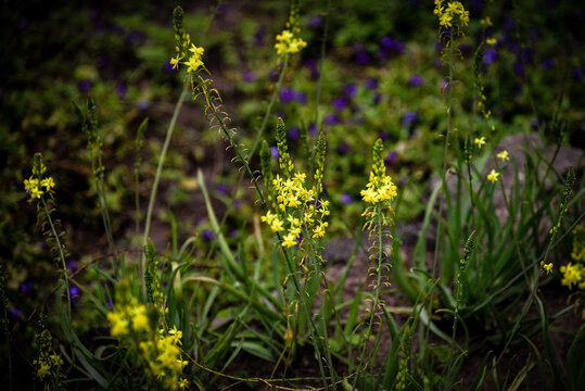 A Beautiful Garden of Bulbines