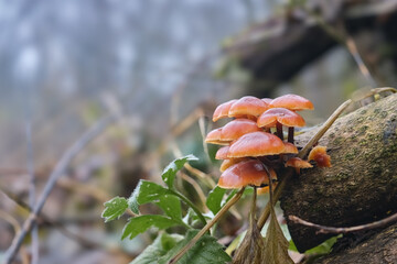 Flammulina velutipes, a tasty and healthy mushroom on old, sawn logs. Velvet shank (enokitake) in natural environment