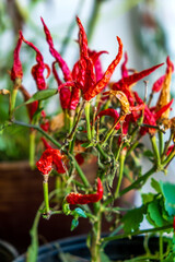 hot chilli  pepper in the pot