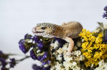 
little leopard gecko posing for the camera