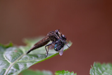 Robber fly eating