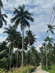 Obraz premium Coconut tree with blue sky at Samui Island, Thailand 