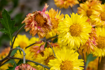 Chrysanthemum flower
