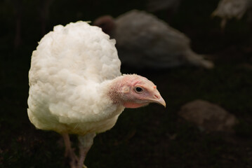 Closeup of a young turkey. Turkey chick walks on a farm