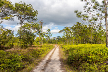 Dirt road in a pine forest in the countryside of Phu Kradueng National Park