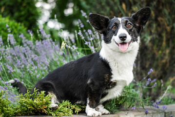 corgi puppy frolicking on a walk