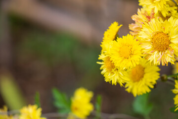 Chrysanthemum flower