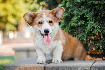 corgi puppy frolicking on a walk