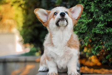 corgi puppy frolicking on a walk