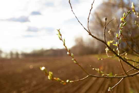 Tender branches of spring vines with swollen buds against the background of blurred nature. Spring came.