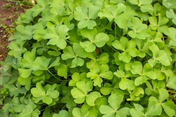 Four leave clover
