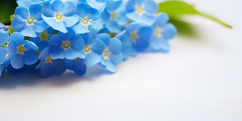 Fresh blue flowers on a white background, perfect for spring holiday cards and invitations.
