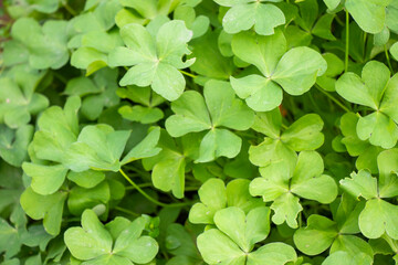 Four leave clover