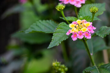 West Indian Lantana