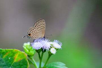 Beautiful insecta in nature place