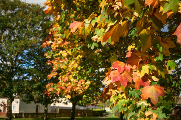 Vibrant autumn leaves in East Lothian, Scotland, bathed in sunlight, creating a stunning natural landscape.