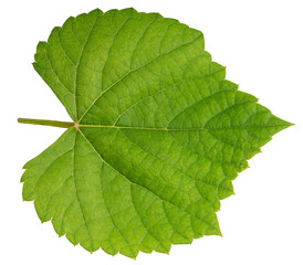 Grape leaf on white bacground, Green Greape leaf Isolate on white PNG File.