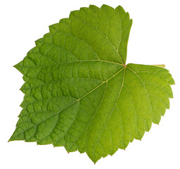 Grape leaf on white bacground, Green Greape leaf Isolate on white with PNG File.
