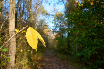 Tranquil autumn leaves create a vibrant contrast in a lush woodland setting, capturing the essence of tranquility and change.