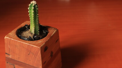 Minimalist photography, cactus ornamental plant, ideal for background