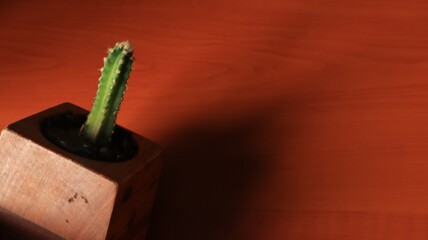 Minimalist photography, cactus ornamental plant, ideal for background