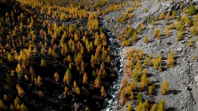 Aerial flyover over a forest with yellow larches in the Valais region of Swiss Alp at the peak of golden autumn with a pan up view to snow-capped Zinal Rothorn and glaciers in the distance