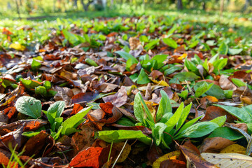 Cool flowers. Flowerbed of Rudbeckia seedlings mulched with thick layer of fallen leaves. Growing...