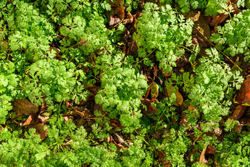 Cool flowers. Flowerbed of young Feverfew plants mulched with thick layer of fallen leaves. Growing...