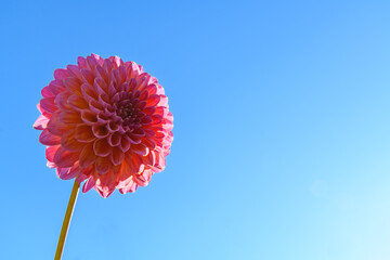 Pink runner dahlia. Pink dahlia flower.