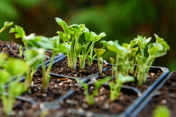Seedling tray full of young sprouting Ranunculus plants. Persian buttercup ranunculus seedlings in a propagation tray.