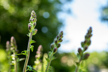 Tall healthy snapdragons with flower buds, ready to bloom. Antirrhinum dragon flower. Ornamental...