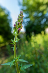 Tall healthy snapdragons with flower buds, ready to bloom. Antirrhinum dragon flower. Ornamental garden flower bed.