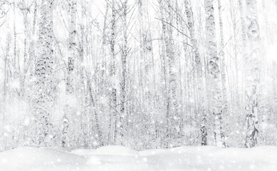 Fresh clean snow falls against the background of a birch forest and a snowdrift. Winter colorful...