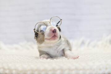 little sleepy corgi puppy fell asleep with glasses on his face