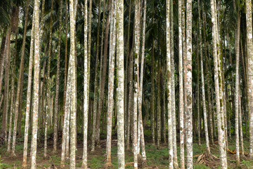 Areca or betel nut tree trunks in a plantation