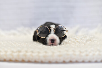 little sleepy corgi puppy fell asleep with glasses on his face - obrazy, fototapety, plakaty