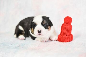 little corgi puppy in a hat