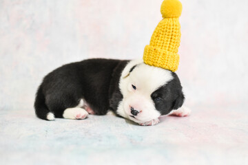 little corgi puppy in a hat