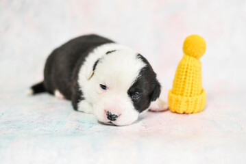 little corgi puppy in a hat